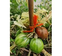 Moonlight Mile Variegated Tomato Seeds - 10 Fresh Seeds