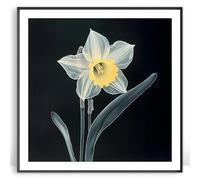 Moonow7 Daffodil Flower Wall Art Prints, Minimalist Botanical Picture for Living Room, Bedroom or Kitchen Home Decor, Yellow Floral Artwork Poster, Unframed Size 40x40 cm / 16x16”