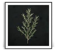 Moonow7 Rosemary Herb Wall Art Prints, Small Botanical Poster for Kitchen, Bathroom, Bedroom, Gallery Wall Decoration, Minimalist Plant Artwork Aesthetic Decor, Unframed Size 30x30 cm / 12x12”