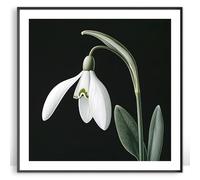 Moonow7 Snowdrop Flower Wall Art Prints, Large Spring Floral Poster for Living Room Display, Minimalist White Botanical Artwork for Bedroom or Hallway Interior, Unframed Size 70x70 cm / 28x28”