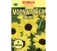 Moonwalker Sunflower Seeds - 20 Fresh Seeds