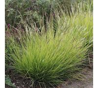 Moor Grass Sesleria Autumnalis Outdoor Ornamental Plant 2L Pot Plant Theory Green One Size