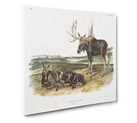 Moose Deer by John Woodhouse Audubon Canvas Print | Gallery Wrapped 30mm Frame Wall Art | 14x14 inches | Ready to Hang | Retro Animals Picture | Living Room Bedroom Lounge Office