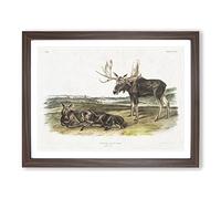 Moose Deer By John Woodhouse Audubon Vintage Framed Print | A4 Walnut Framed Wall Art | Ready to Hang | Classic Animal Picture | Living Room Bedroom Lounge Office