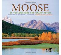 Moose of Yellowstone and Grand Teton