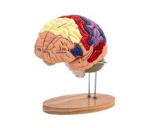 mophrati Human Brain Model For Learning Teaching Double Size Enlarged With Detachable Functional Areas For Anatomy Study Classroom Study Display Model Detachable 4 Parts