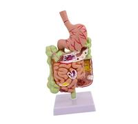 mophrati Large Small Intestine Model Anatomy Learning Tool Effective Teaching Aid Engaging Classroom Presentations Removerable Teaching Model Human Stomach Anatomy