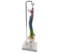mophrati Premium Flexible Spine Model for School Biology Class Durable and Accurate Human Anatomical, with Pelvis Femur