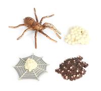 mophrati Simulation Insect Set Plastic Animal Growth Teaching Learning Educational Preschool Toys Decoration Supplies Gifts