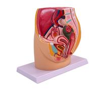 mophrati Urinary Reproductive System Pelvis Model Clear High Simulation Technology Understanding Of Human Anatomy In tion High Simulation PVC Detailed Lightweight Learners