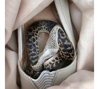 more eaze - paris paris, texas texas [VINYL]