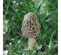Morel Mushrooms, Frozen, (2-7cm), 1kg