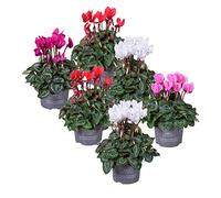 MoreLIPS® - Persian violet - set of six plants - mixed colours - height 25-30cm - pot size: 10,5 cm - Cyclamen- Your Green Present