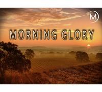Morning Glory