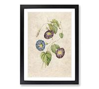 Morning Glory Flowers by Pierre-Joseph Redoute Framed Print | A2 Black Framed Wall Art | Ready to Hang | Modern Floral Picture | Living Room Bedroom Lounge Office