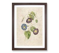 Morning Glory Flowers by Pierre-Joseph Redoute Framed Print | A2 Walnut Framed Wall Art | Ready to Hang | Modern Floral Picture | Living Room Bedroom Lounge Office