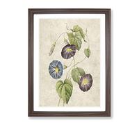 Morning Glory Flowers By Pierre Joseph Redoute Vintage Framed Print | A2 Walnut Framed Wall Art | Ready to Hang | Classic Floral Picture | Living Room Bedroom Lounge Office