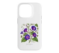 Morning Glory plant illustration Ipomoea purpurea Case for iPhone 14 Pro