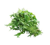 Morning Glory/Ung Choi/Kangkong -4kg (10/20 Packs)