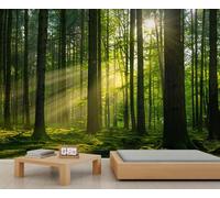 Morning Light Forest Wallpaper Golden Sunlight Green Forest Wall Murals Coniferous Tree Woodland Custom Wallpaper Pine Trees Firs Bedroom Wall Paper Mural for Living Room Bedroom Kids Room 500X300cm