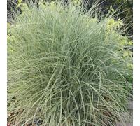 Morning Light Silver Grass Miscanthus Sinensis Outdoor Ornamental Plant 2L Pot Plant Theory Green One Size