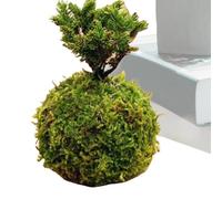 Moss Ball Flower Pot, Moss Ball Planter Japanese Style Planter