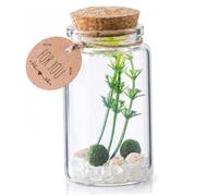 Moss Ball Terrarium Kit Cylindrical Glass Terrarium Kit with Pet Moss Ball Luck White Crystal Artificial Plant for Tabletop Decor