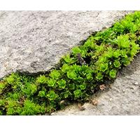 Moss Sex and Peat's Engineered Habitat