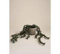 Moss & Sweetpea Artificial Trailing Boxwood in Ceramic Pot Grey