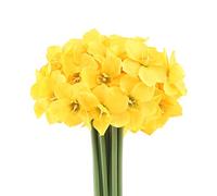 Mossyard 2 Bunches 12 Heads Artificial Daffodils, 15.10 Inches Long Stem Blossom Silk Sun Flowers for Home Wedding Office Party Garden Decor, Floral Arrangements, Table Centerpieces, Yellow
