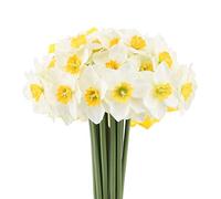 Mossyard 2 Bunches 12 Heads Artificial Daffodils, 15.9 Inches Long Stem Blossom Silk Sun Flowers for Home Wedding Office Party Garden Decor, Floral Arrangements, Table Centerpieces, White