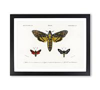 Moth Illustrations Pl. 17 By Charles D' Orbigny Vintage Framed Print | A4 Black Framed Wall Art | Ready to Hang | Classic Nature Picture | Living Room Bedroom Lounge Office