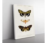 Moth Illustrations Pl.18 By Charles D' Orbigny Vintage Canvas Wall Art Print Ready to Hang, Framed Picture for Living Room Bedroom Home Office Décor, 50x35 cm (20x14 Inch)