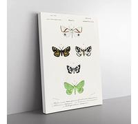 Moth Illustrations Pl. 18 By Charles D' Orbigny Vintage Canvas Wall Art Print Ready to Hang, Framed Picture for Living Room Bedroom Home Office Décor, 50x35 cm (20x14 Inch)