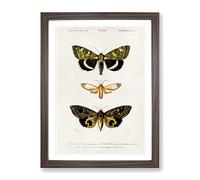 Moth Illustrations Pl.18 By Charles D' Orbigny Vintage Framed Wall Art Print, Ready to Hang Picture for Living Room Bedroom Home Office Décor, Walnut A4 (34 x 25 cm)