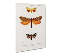 Moth Illustrations Pl.5 By Charles D' Orbigny Vintage Canvas Wall Art Print Ready to Hang, Framed Picture for Living Room Bedroom Home Office Décor, 20x14 Inch (50x35 cm)