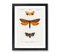 Moth Illustrations Pl.5 By Charles D' Orbigny Vintage Framed Print | A4 Black Framed Wall Art | Ready to Hang | Classic Nature Picture | Living Room Bedroom Lounge Office