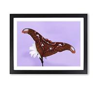 Moth on White Flower Modern Framed Wall Art Print, Ready to Hang Picture for Living Room Bedroom Home Office Décor, Black A4 (34 x 25 cm)