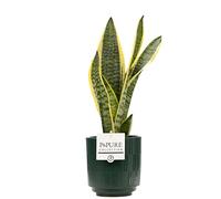 Mother-In-Law’s Tongue Sansevieria With Pot - Air-Purifying Indoor Plant For Home & Office - Low Maintenance Houseplant