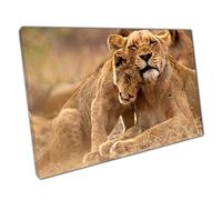 Mother Lioness And Lion Cub Snuggling Kruger National Park South Africa Photography Wall Art Print On Canvas Picture For Home Office Decor 91x61cm (36x24In)