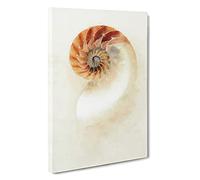 Mother Of Pearl Shell Canvas Print | Gallery Wrapped 30mm Frame Wall Art | 30x20 inches | Ready to Hang | Modern Animals Picture | Living Room Bedroom Lounge Office