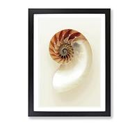 Mother Of Pearl Shell Modern Framed Print | A2 Black Framed Wall Art | Ready to Hang | Modern Nature Picture | Living Room Bedroom Lounge Office