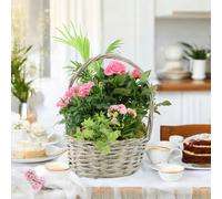 Mother’s Day Large Planted Rose Basket Beautiful Living