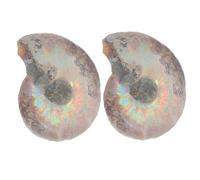 MOTHNUR 2pcs Natural Ammonite Slice Specimens Educational Models for Adults Decorative Mineral Display with Intricate Patterns and Unique History