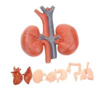 MOTHNUR 8pcs Anatomical Organ Models Realistic Brain Liver Stomach Lung Kidney Teaching Props for Medical Students Doctors Educational Demonstration