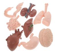 MOTHNUR 8Pcs Human Organ Model Educational Anatomy Specimen for Medical School Teaching Including Brain Heart Intestines Kidney for Home Lab Classroom Use