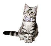 MOTHNUR Adjustable Blue and White Floral Cat Collar Bow Tie Wide Pet Neckband for Christmas Parties and Daily Wear Safe Decorative Kitten Neck Decor for Cats and Small Dogs