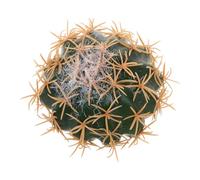 MOTHNUR Funny Cactus Antenna Ball Topper Soft Material Car Roof Dashboard Decoration Versatile Cute Car Exterior Accessory Stylish Auto Antenna Charm for Vehicle