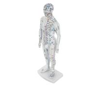 MOTHNUR Human Acupuncture Model Male Mannequin for Traditional Chinese Medicine with Detailed Acupoint and Meridian Display Realistic Body Model for Educational Training and Massage