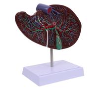 MOTHNUR Human Liver Model with Base Anatomical Organ Display Medical Teaching Tool for Students and Professionals Realistic Enlarged and Training